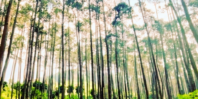 Batu Kuda: Tempat Wisata Alam Menyenangkan untuk Liburan Akhir Pekan di Bandung