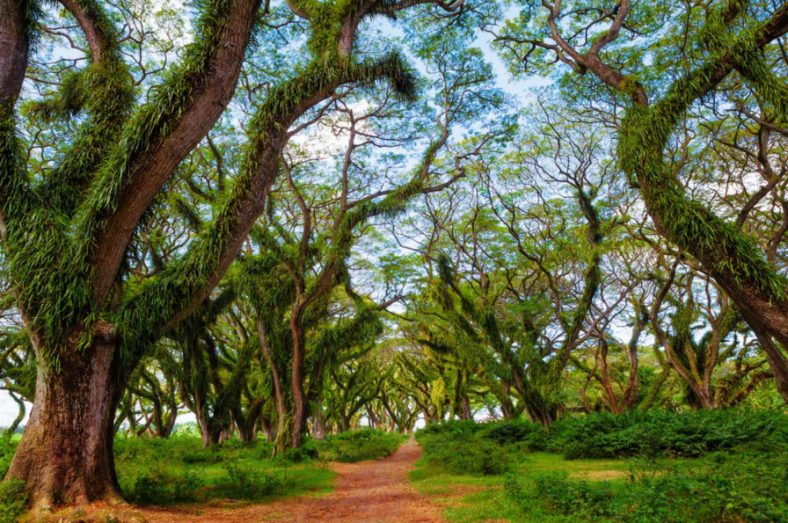 Destinasi Hutan Hutan Djawatan di Banyuwangi