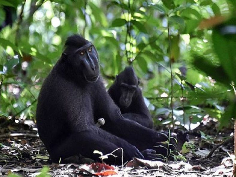 Destinasi Wisata Sulawesi Cagar Alam Tangkoko